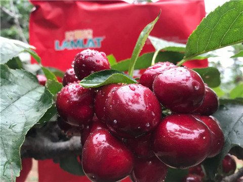 水溶肥,翠姆,櫻桃 水溶肥,翠姆,櫻桃