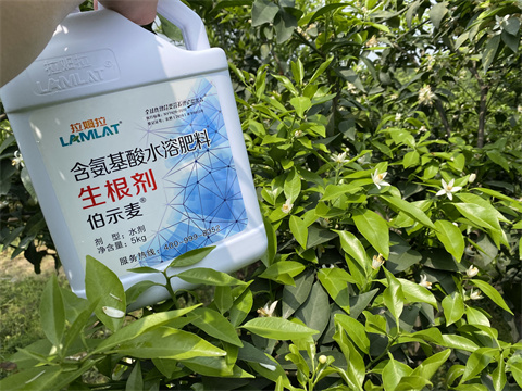 水溶肥,伯示麥,柑橘種植 水溶肥,伯示麥,柑橘種植