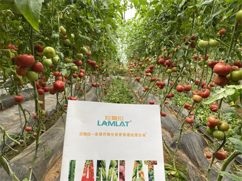 水溶肥,翠姆,西紅柿水溶肥 水溶肥,翠姆,西紅柿水溶肥