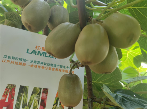 水溶肥,翠姆,獼猴桃管理技術(shù) 水溶肥,翠姆,獼猴桃管理技術(shù)