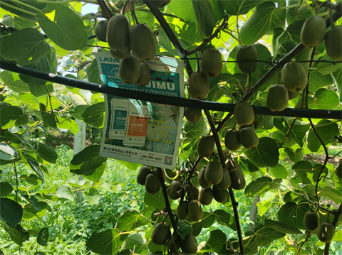 水溶肥,翠姆,獼猴桃管理技術(shù) 水溶肥,翠姆,獼猴桃管理技術(shù)
