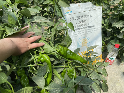 水溶肥,翠姆,辣椒高產(chǎn)技術(shù) 水溶肥,翠姆,辣椒高產(chǎn)技術(shù)