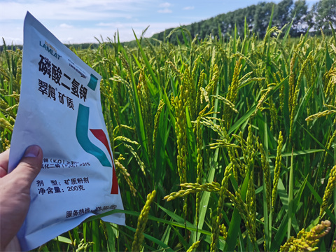 磷酸二氫鉀,翠姆,水稻種植 磷酸二氫鉀,翠姆,水稻種植