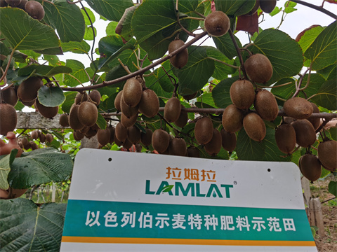 水溶肥,拉姆拉,獼猴桃種植 水溶肥,拉姆拉,獼猴桃種植