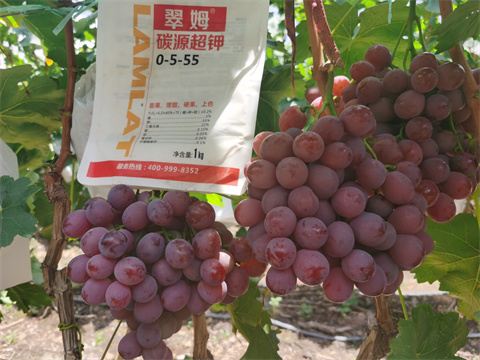 水溶肥,翠姆,葡萄種植 水溶肥,翠姆,葡萄種植