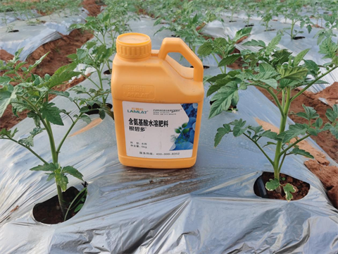 水溶肥,翠姆,西紅柿種植 水溶肥,翠姆,西紅柿種植