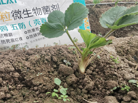 顆粒微生物菌劑,翠姆,拉姆拉 顆粒微生物菌劑,翠姆,拉姆拉