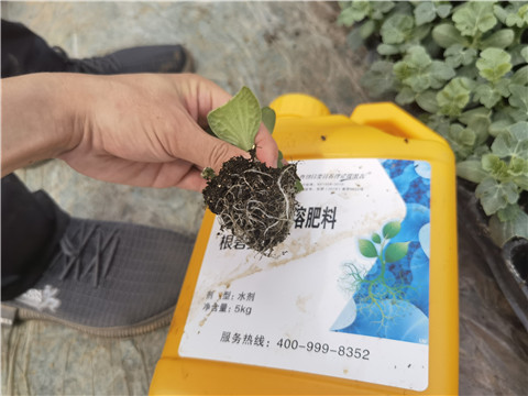 水溶肥,翠姆,西瓜種植 水溶肥,翠姆,西瓜種植