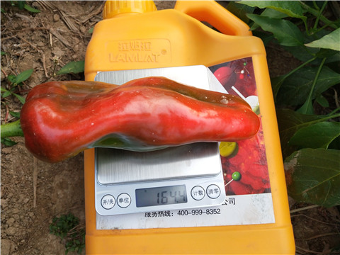 水溶肥,翠姆,辣椒水溶肥 水溶肥,翠姆,辣椒水溶肥