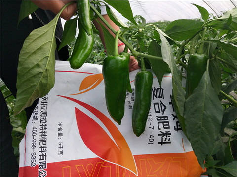 水溶肥,翠姆,辣椒水溶肥 水溶肥,翠姆,辣椒水溶肥