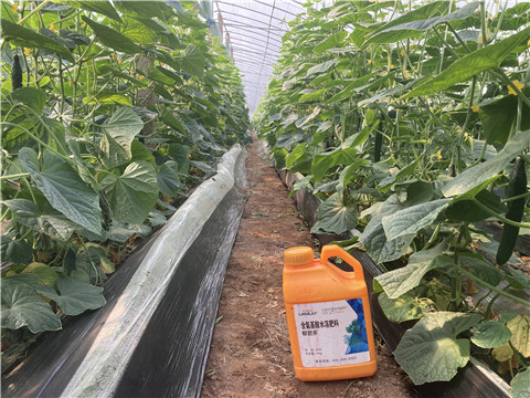 水溶肥廠家,翠姆,黃瓜水溶肥 水溶肥廠家,翠姆,黃瓜水溶肥