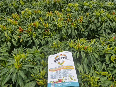 水溶肥,翠姆,辣椒水溶肥 水溶肥,翠姆,辣椒水溶肥