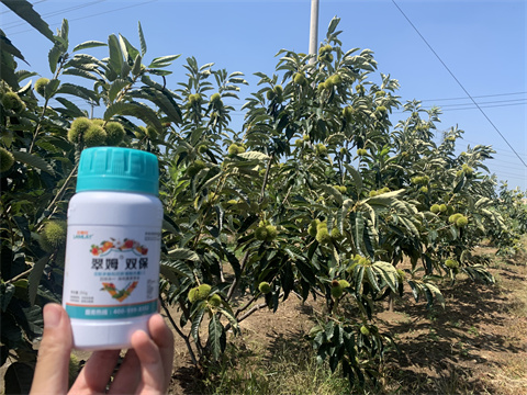 水溶肥,翠姆,板栗種植 水溶肥,翠姆,板栗種植