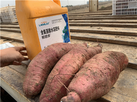 水溶肥,翠姆,紅薯水溶肥 水溶肥,翠姆,紅薯水溶肥