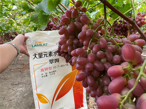 水溶肥,翠姆,葡萄種植 水溶肥,翠姆,葡萄種植