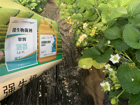 水溶肥價(jià)格，翠姆，草莓水溶肥