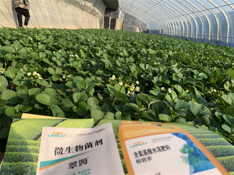 水溶肥價(jià)格，翠姆，草莓水溶肥