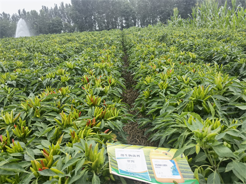 水溶肥,翠姆,辣椒水溶肥 水溶肥,翠姆,辣椒水溶肥