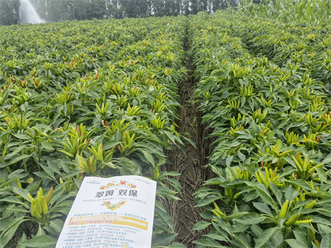 水溶肥,翠姆,辣椒水溶肥 水溶肥,翠姆,辣椒水溶肥