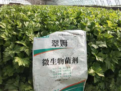水溶肥,翠姆,芹菜種植 水溶肥,翠姆,芹菜種植
