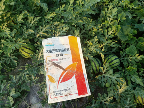 水溶肥,翠姆,西瓜管理技術要點 水溶肥,翠姆,西瓜管理技術要點
