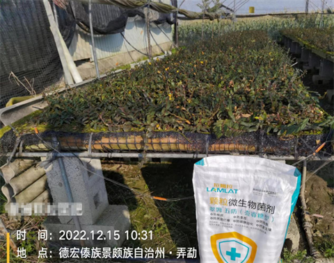 微生物菌劑,翠姆,石斛高產(chǎn) 微生物菌劑,翠姆,石斛高產(chǎn)