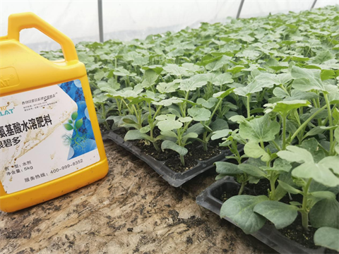葉面肥,翠姆,西瓜種植 葉面肥,翠姆,西瓜種植