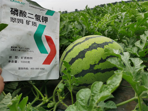 葉面肥,翠姆,西瓜種植 葉面肥,翠姆,西瓜種植