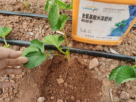 草莓高產(chǎn),翠姆,拉姆拉 草莓高產(chǎn),翠姆,拉姆拉