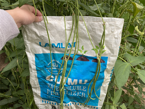 水溶肥,翠姆,豆角種植 水溶肥,翠姆,豆角種植