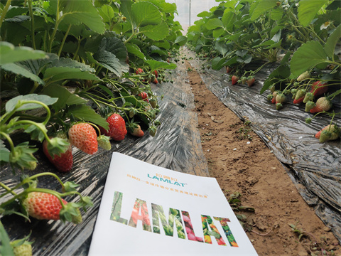 水溶肥,翠姆,草莓水溶肥 水溶肥,翠姆,草莓水溶肥