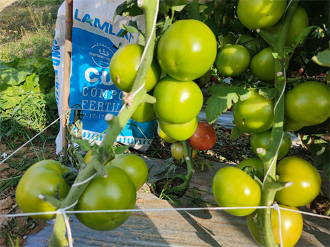 顆粒水溶肥,翠姆,拉姆拉 顆粒水溶肥,翠姆,拉姆拉