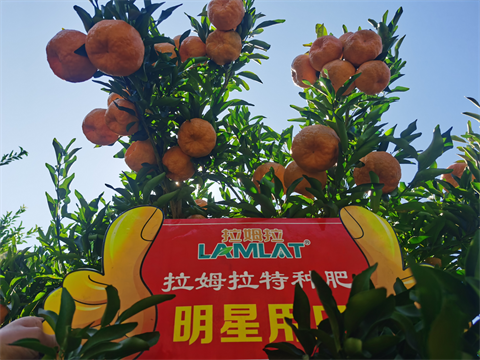 水溶肥,翠姆,柑橘種植 水溶肥,翠姆,柑橘種植