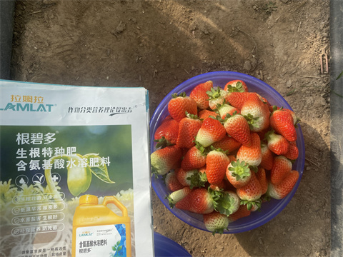 水溶肥,翠姆,草莓種植 水溶肥,翠姆,草莓種植