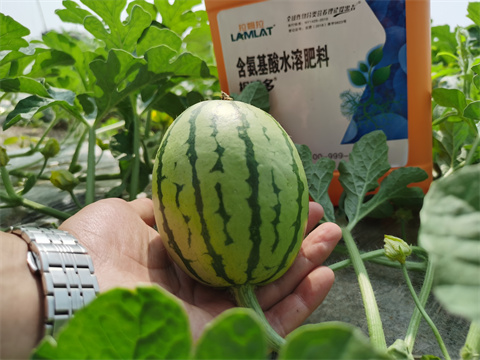 水溶肥,翠姆,西瓜種植 水溶肥,翠姆,西瓜種植
