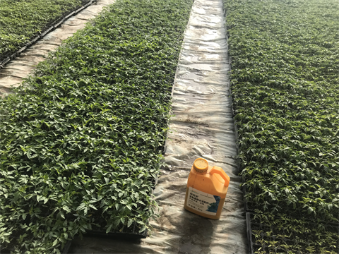 水溶肥,翠姆,西紅柿水溶肥 水溶肥,翠姆,西紅柿水溶肥