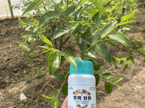 水溶肥,拉姆拉,冬棗管理技術(shù) 水溶肥,拉姆拉,冬棗管理技術(shù)