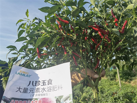 水溶肥,翠姆,辣椒種植 水溶肥,翠姆,辣椒種植