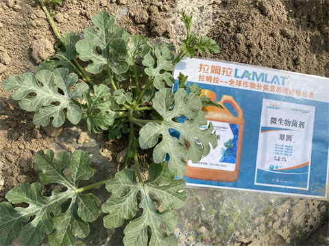 西瓜種植,水溶肥,拉姆拉 西瓜種植,水溶肥,拉姆拉