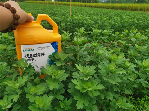 菊花種植,水溶肥廠家，翠姆