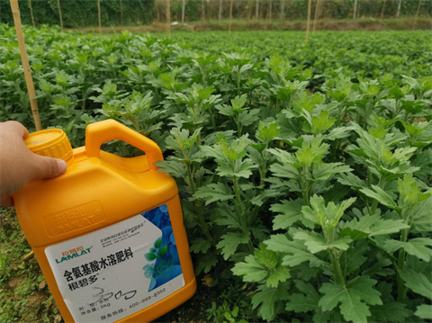 菊花種植,水溶肥廠家，翠姆