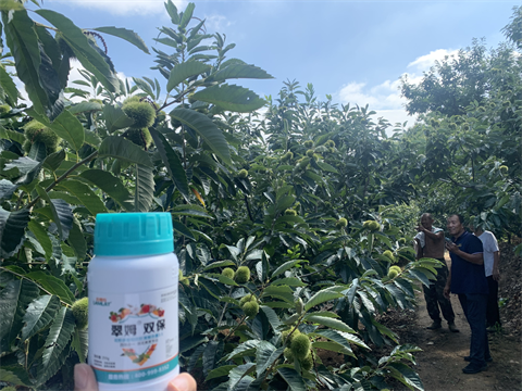 水溶肥品牌,板栗?；ū９?翠姆雙保