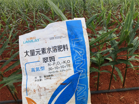 水溶肥廠家,大姜種植,翠姆水溶肥