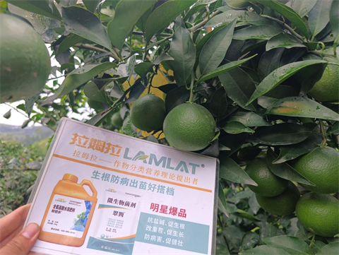 進(jìn)口水溶肥,柑橘種植,翠姆水溶肥 進(jìn)口水溶肥,柑橘種植,翠姆水溶肥