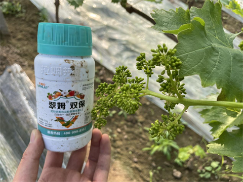 水溶肥廠家,葡萄種植,翠姆水溶肥