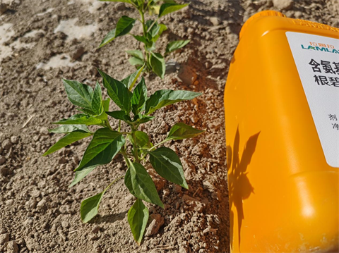 進(jìn)口水溶肥,辣椒種植,翠姆根碧多