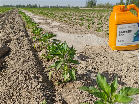 進(jìn)口水溶肥,辣椒種植,翠姆根碧多