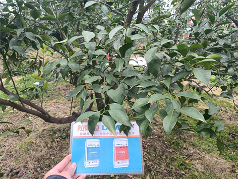 進口水溶肥,柑橘種植,拉姆拉滴灌級特種肥