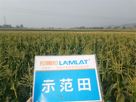 水溶肥廠家,拉姆拉水溶肥,拉姆拉滴灌級(jí)特種肥