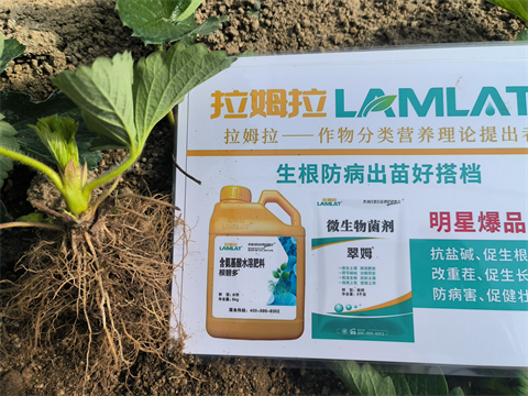 進口水溶肥,草莓種植,翠姆水溶肥